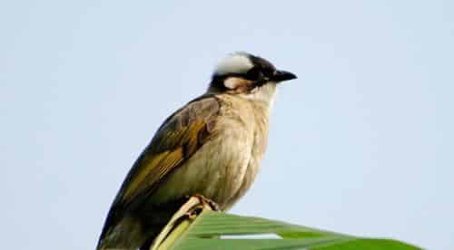 白头翁的故事 白头翁的故事