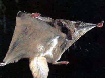 通才鼯鼠 通才鼯鼠