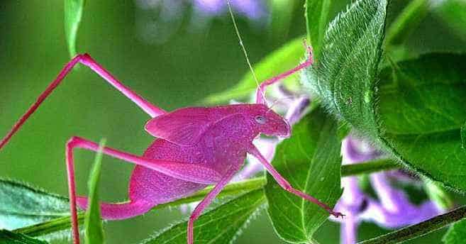 纺织娘的诺言 纺织娘的诺言