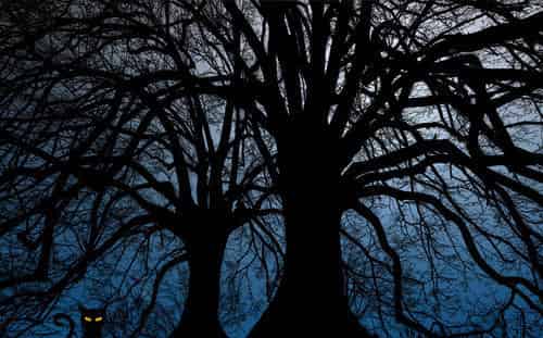 喵喵猫和喳喳鸟