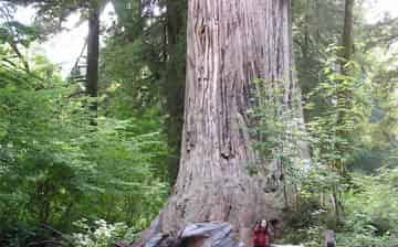 长不大的红衫树