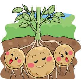 想露露脸的马铃薯 想露露脸的马铃薯