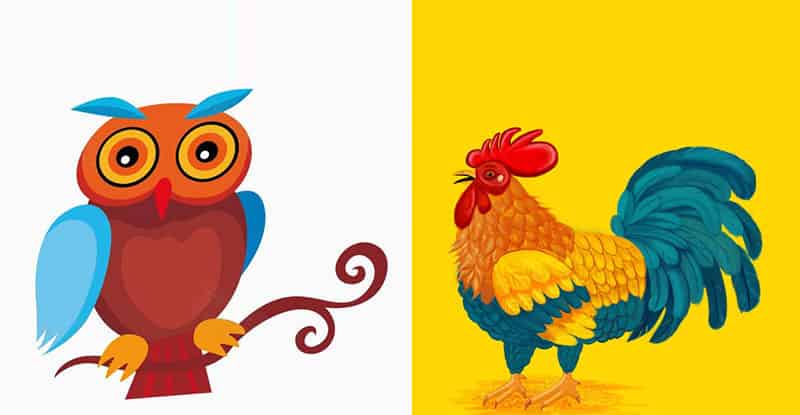 公鸡和猫头鹰的争论