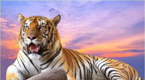 难以捉摸的老虎 难以捉摸的老虎