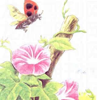 幸福的瓢虫 幸福的瓢虫