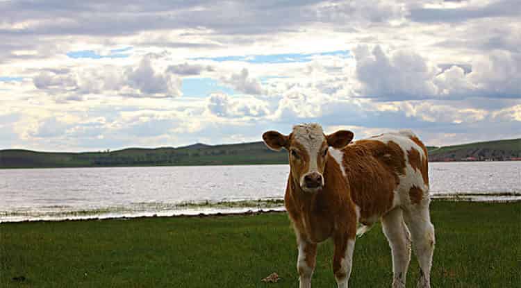 全身发亮的小牛