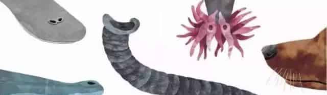 这样的鼻子可以做什么？