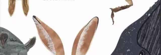 这样的鼻子可以做什么？