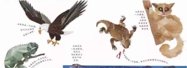 这样的鼻子可以做什么？