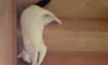小猫下楼梯
