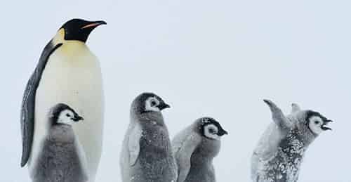 勇敢的小企鹅 勇敢的小企鹅