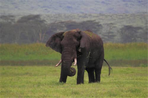 地球陆地10大巨型生物（非洲象最重，最后一名很恐怖）