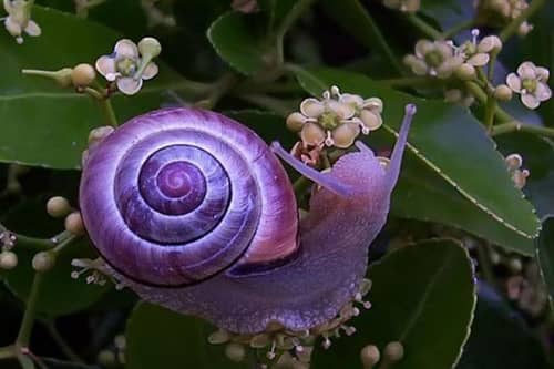 世界十大奇特紫色动物（紫色海蜗牛善于伪装性别会变化）