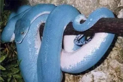 世界十大最美的蛇（蓝血蟒的外表是特殊蓝色阳光下发光）