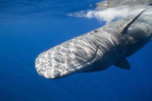 世界上十大嗓门最高的动物（抹香鲸第一分贝高达230）
