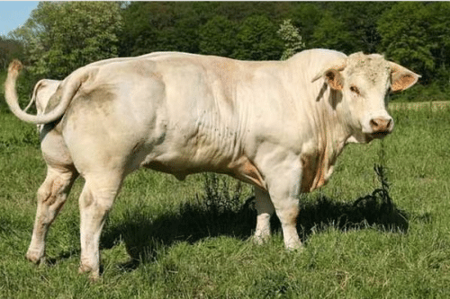 世界十大重型牛品种（契安尼娜牛体型最大，中国延边牛上榜）