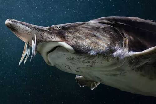 世界十大最大淡水鱼（欧洲鳇体重可达到1吨相当巨大）