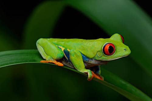 世界十大宠物蛙（红眼树蛙有着独有的红色眼睛很是奇特）