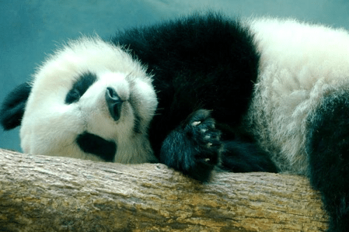世界十大最可爱动物（加菲猫上榜,大熊猫最可爱）