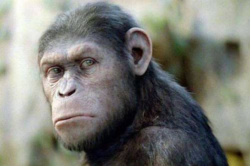 世界十大最聪明动物（类人猿是最像人类的存在）