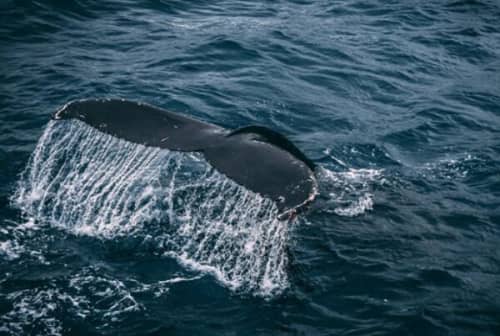 世界十大巨型动物（鲸鱼上榜多种，第一体重可超180吨）