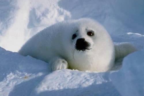 十个最伟大动物母亲（北极熊上榜，第七是唯一由雄性生育后代的动物）