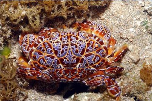 十大毒蟹（第一蟹中眼镜蛇，第四形似面包蟹）