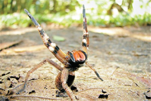 世界十大恐怖蜘蛛（六眼沙蛛上榜，它的毒性第一）