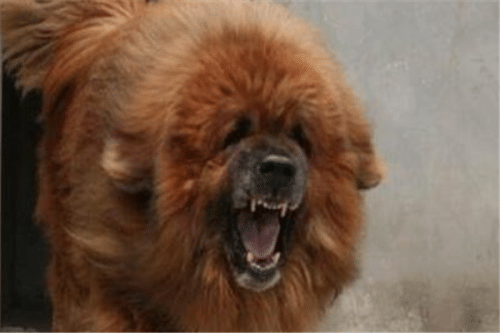 最凶悍的十大名犬（巴西非勒上榜，它是猛犬霸主）