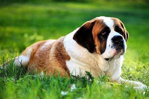 世界十大最粘人的狗（圣伯纳犬依赖人纽芬兰犬性格温和）