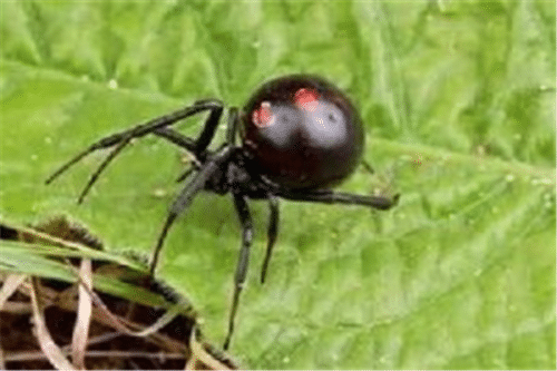 世界十大恐怖毒虫（黑寡妇蜘蛛上榜，它攻击人的心脏）