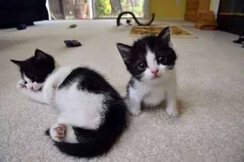 世界上最小的猫（锈斑豹猫反差萌,东方短毛猫上榜）