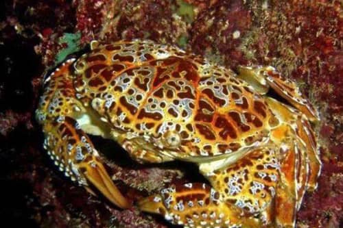 世界十大最毒的螃蟹（铜铸熟若蟹一口就能致人死亡）