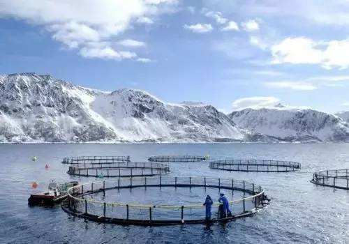 世界上最大的深海养殖场,挪威超级渔场20多层楼高（中国制造）