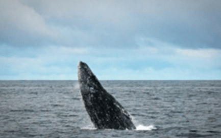 灰鲸属于世界上哪种海洋种类？其又有着什么形态特征？