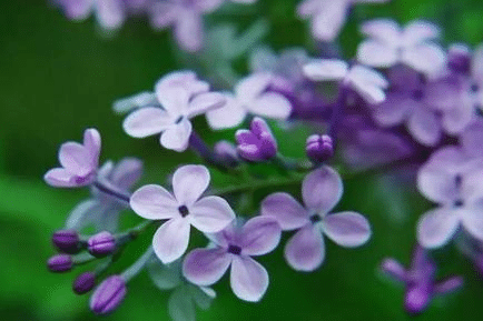丁香属又称紫丁香属，该属植物主要分布于世界哪些地方？