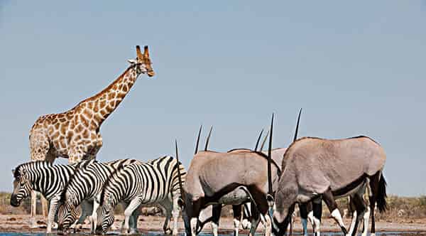 动物朋友 动物朋友