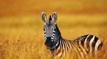 科学童话：小斑马找妈妈