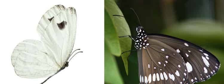 白蝴蝶,黑蝴蝶 白蝴蝶,黑蝴蝶