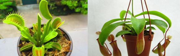 会吃虫子的草