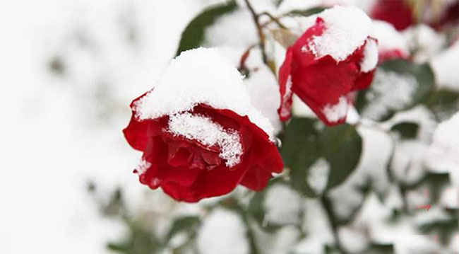 月季花和雪人