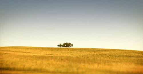 挂在树梢儿上的笑声