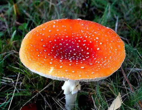 草地上的花伞 草地上的花伞