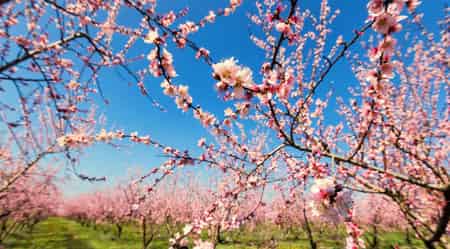 丢失的花朵 丢失的花朵