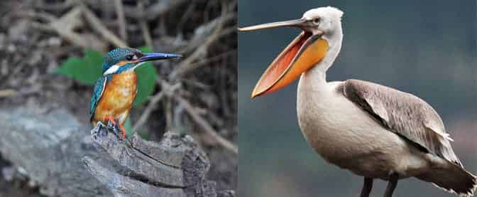 魔术大口袋 魔术大口袋