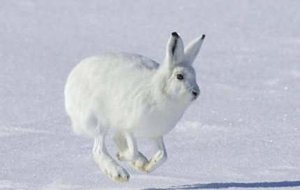 白靴兔是夜间活动的动物，因此它分布在世界上哪些地方？