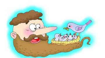 做在大胡子里的鸟窝