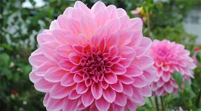 花儿的宴会 花儿的宴会