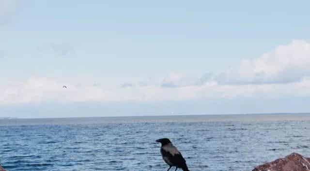 想看大海的小鸽子 想看大海的小鸽子