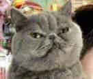 大猫木乃伊